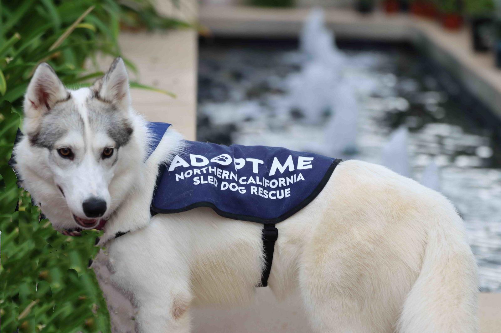 Tiny Dancer, Adoptable, Young Female Siberian Husky.