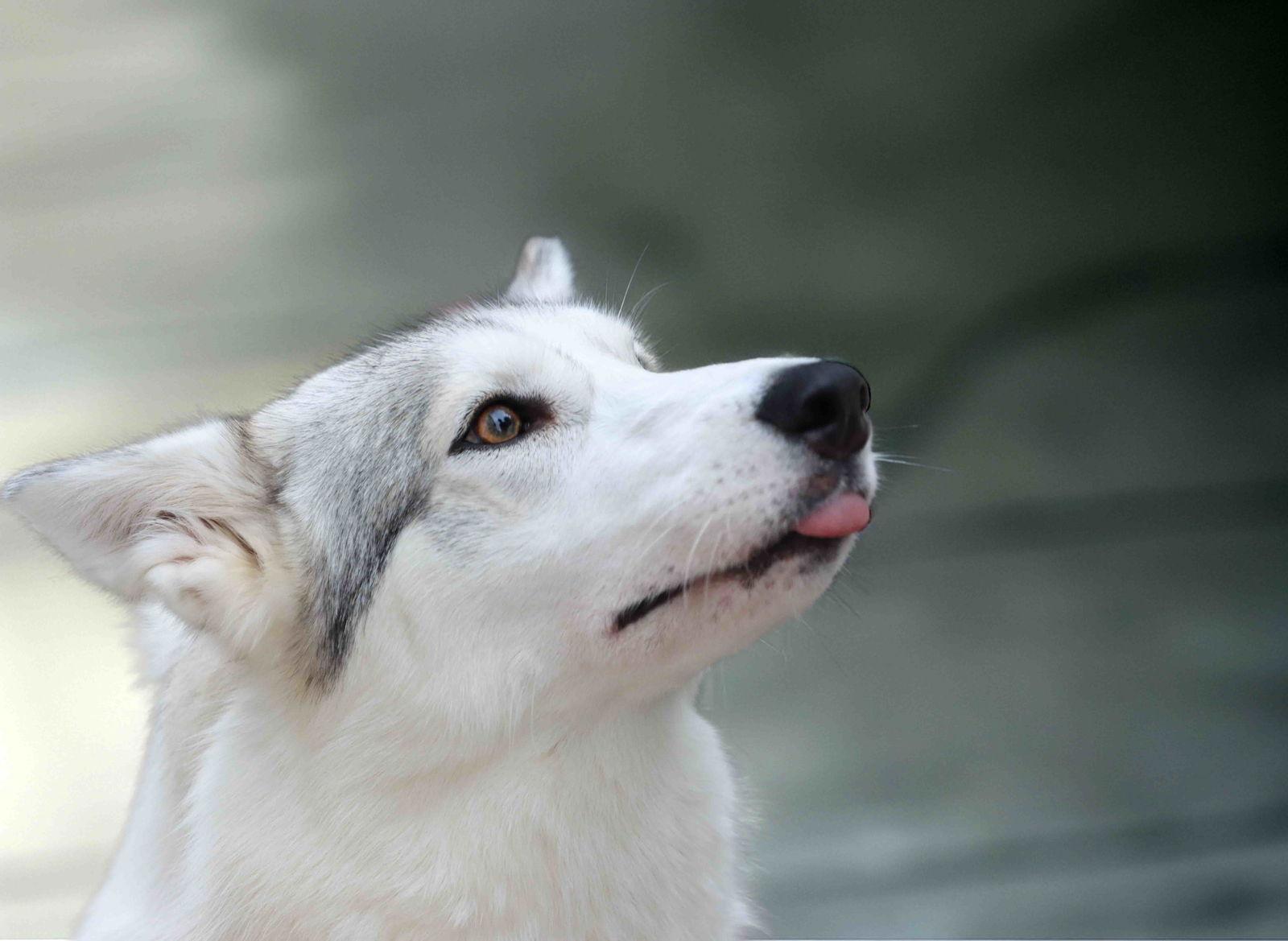 Tiny Dancer, a Adoptable Siberian Husky in Walnut Creek, CA image 2/3