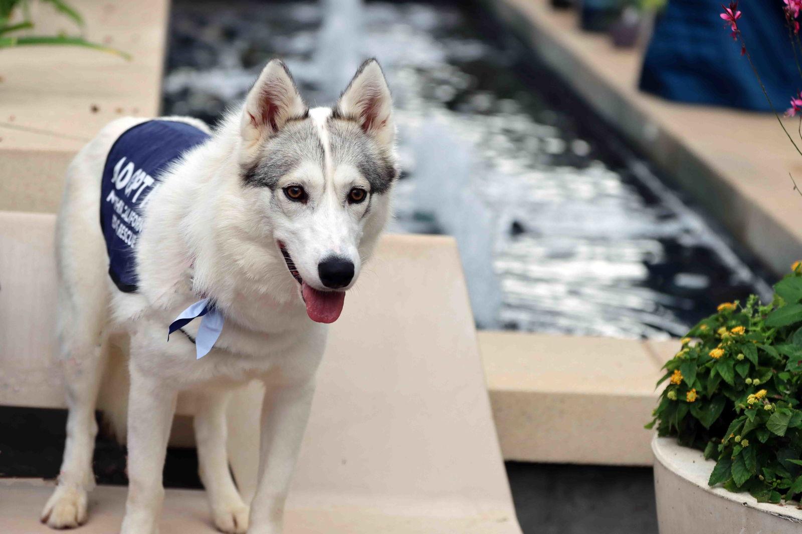 Tiny Dancer, a Adoptable Siberian Husky in Walnut Creek, CA image 3/3