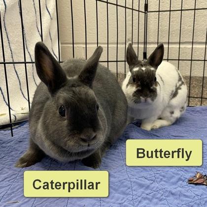 Butterfly, a Adoptable mixed breed in Wheaton, IL image 1/3