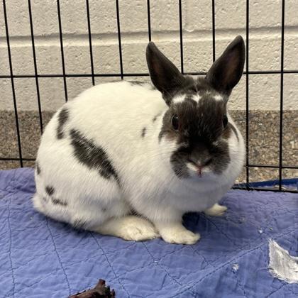Butterfly, a Adoptable mixed breed in Wheaton, IL image 2/3