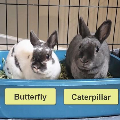 Butterfly, a Adoptable mixed breed in Wheaton, IL image 3/3