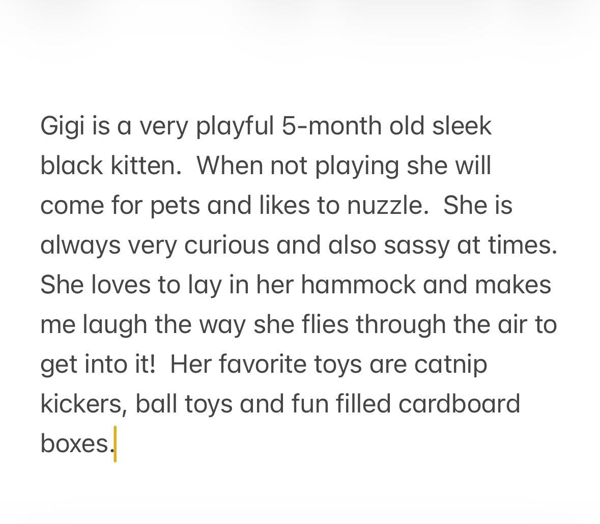 Enlarge Gigi , an adopted Domestic Short Hair in East Amherst, NY image 6/6