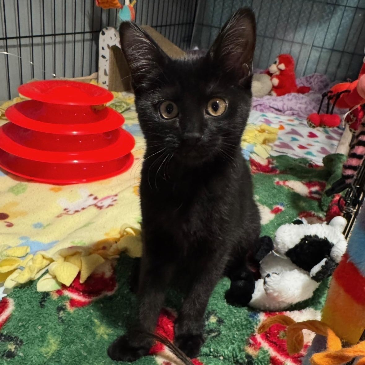 Enlarge Gigi , an adopted Domestic Short Hair in East Amherst, NY image 1/6