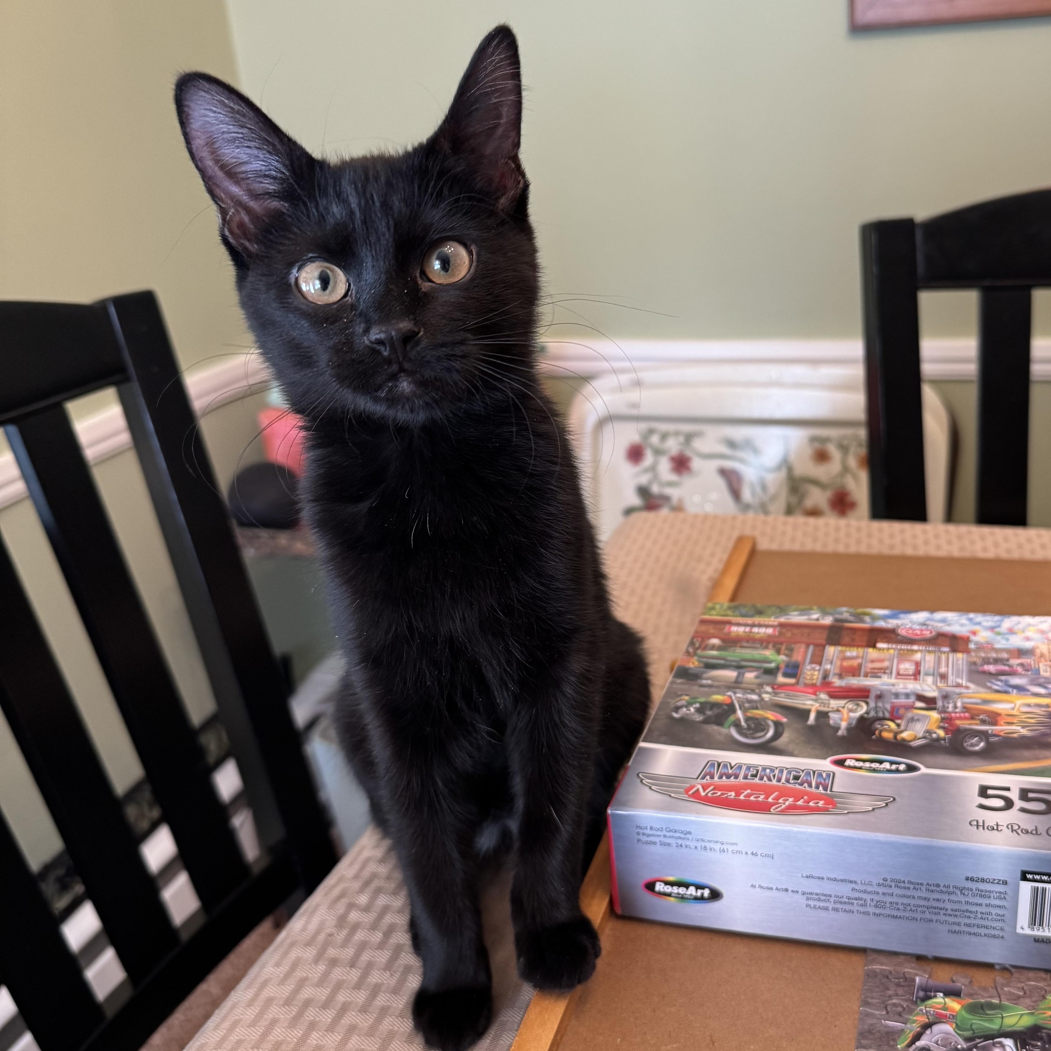 Enlarge Gigi , an adopted Domestic Short Hair in East Amherst, NY image 5/6