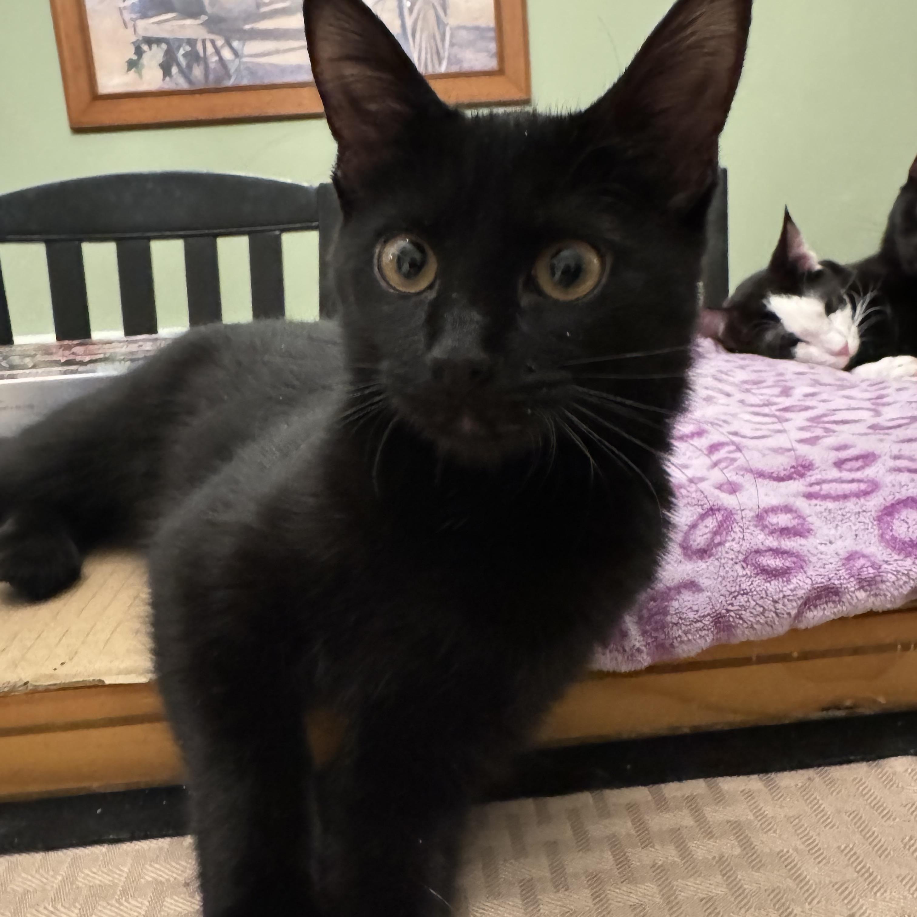 Enlarge Gigi , an adopted Domestic Short Hair in East Amherst, NY image 3/6