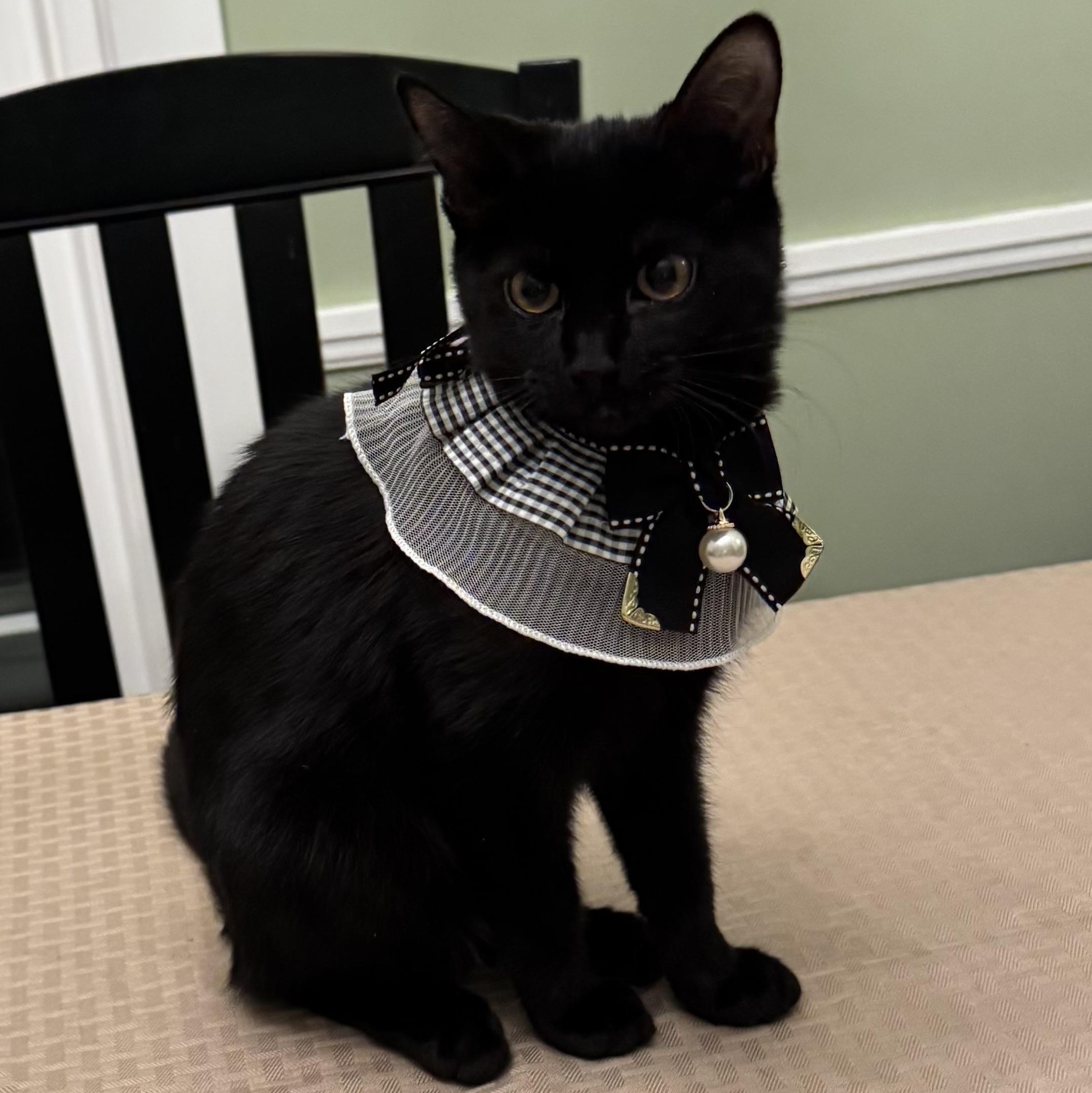 Enlarge Gigi , an adopted Domestic Short Hair in East Amherst, NY image 2/6