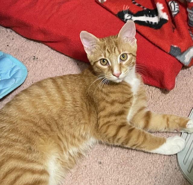 Scamper, a Adoptable Tabby in Cincinnati, OH image 1/3