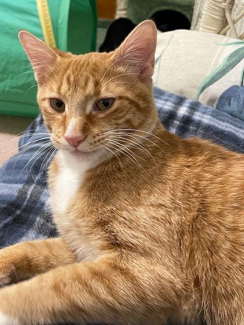 Scamper, a Adoptable Tabby in Cincinnati, OH image 2/3