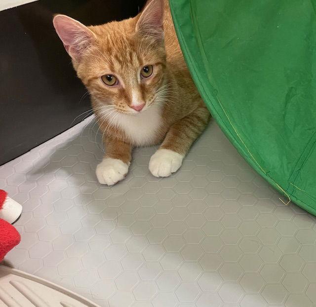 Scamper, a Adoptable Tabby in Cincinnati, OH image 3/3