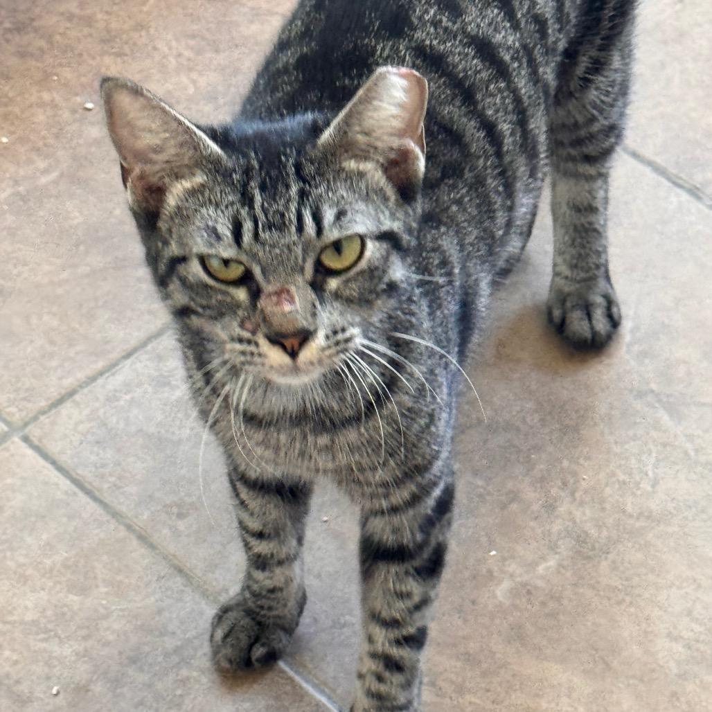 Lily, Adoptable, Young Female Domestic Short Hair.