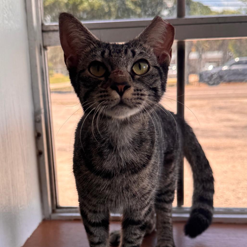 Enlarge Lily, a Adoptable Domestic Short Hair in TITUSVILLE, FL image 2/6