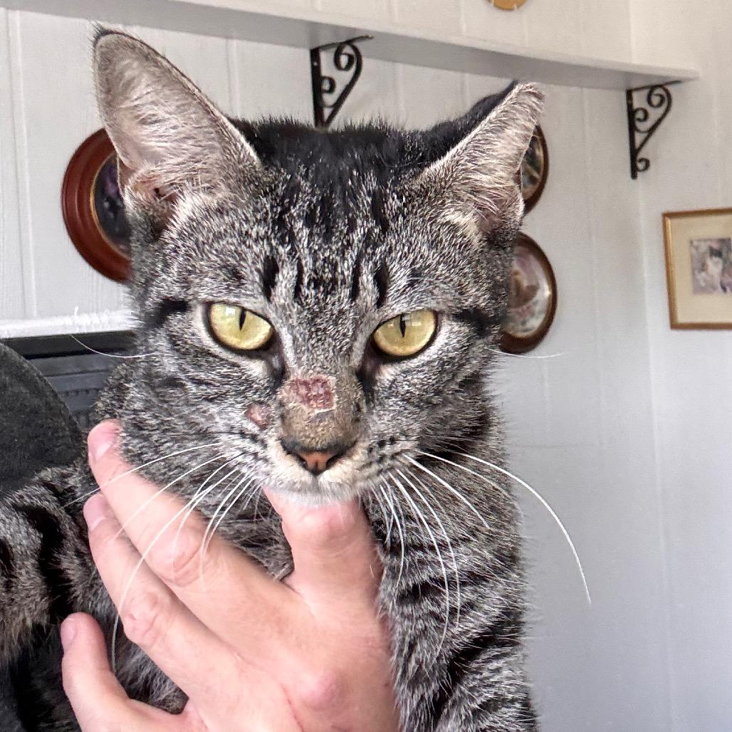 Enlarge Lily, a Adoptable Domestic Short Hair in TITUSVILLE, FL image 3/6