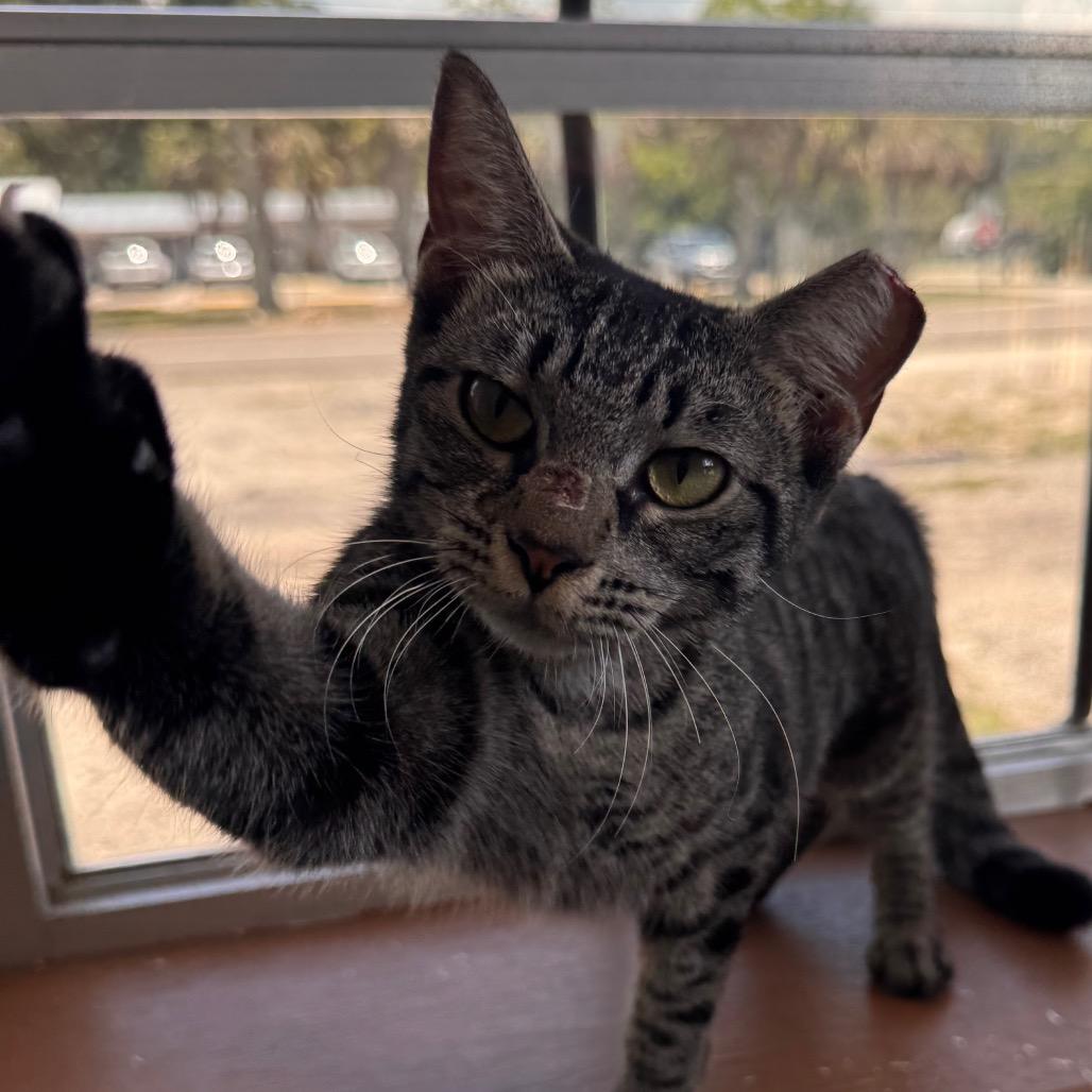 Enlarge Lily, a Adoptable Domestic Short Hair in TITUSVILLE, FL image 4/6