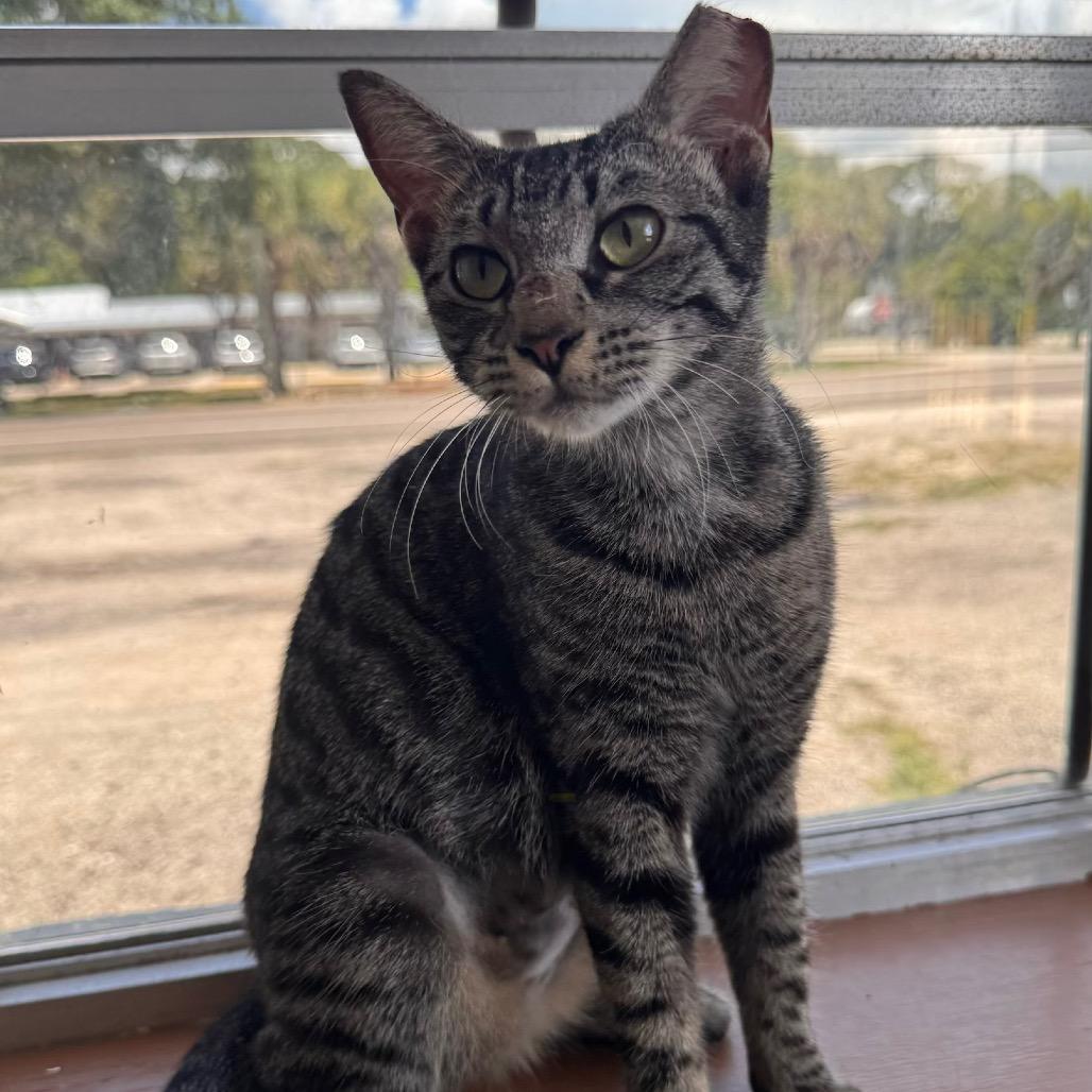 Enlarge Lily, a Adoptable Domestic Short Hair in TITUSVILLE, FL image 5/6