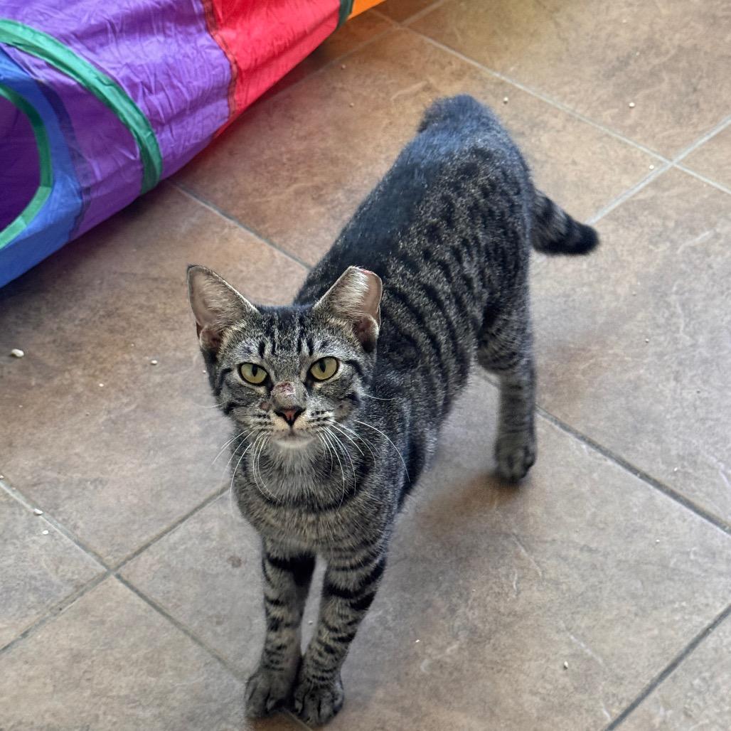 Enlarge Lily, a Adoptable Domestic Short Hair in TITUSVILLE, FL image 6/6