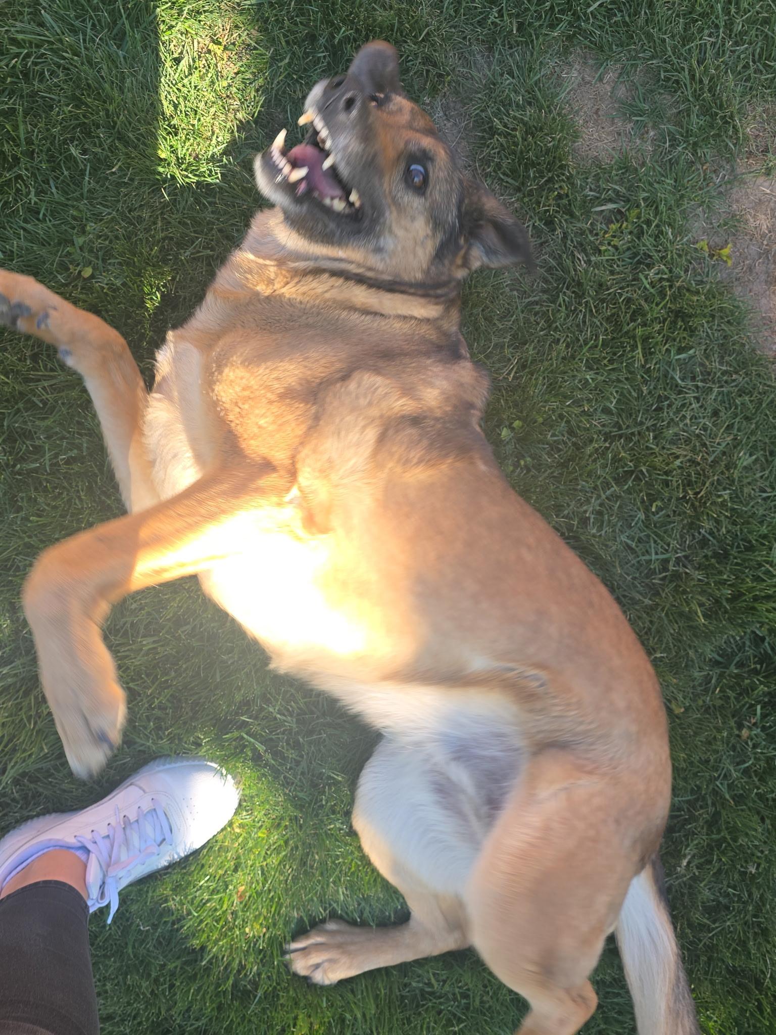 Enlarge Jasmine, a Adoptable German Shepherd Dog in Pocatello, ID image 2/5