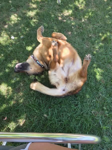 Enlarge Jasmine, a Adoptable German Shepherd Dog in Pocatello, ID image 2/3