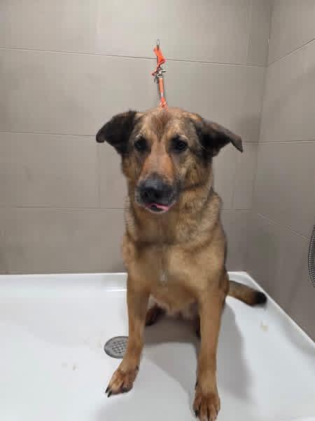 Jasmine, Adoptable, Adult Female German Shepherd Dog.