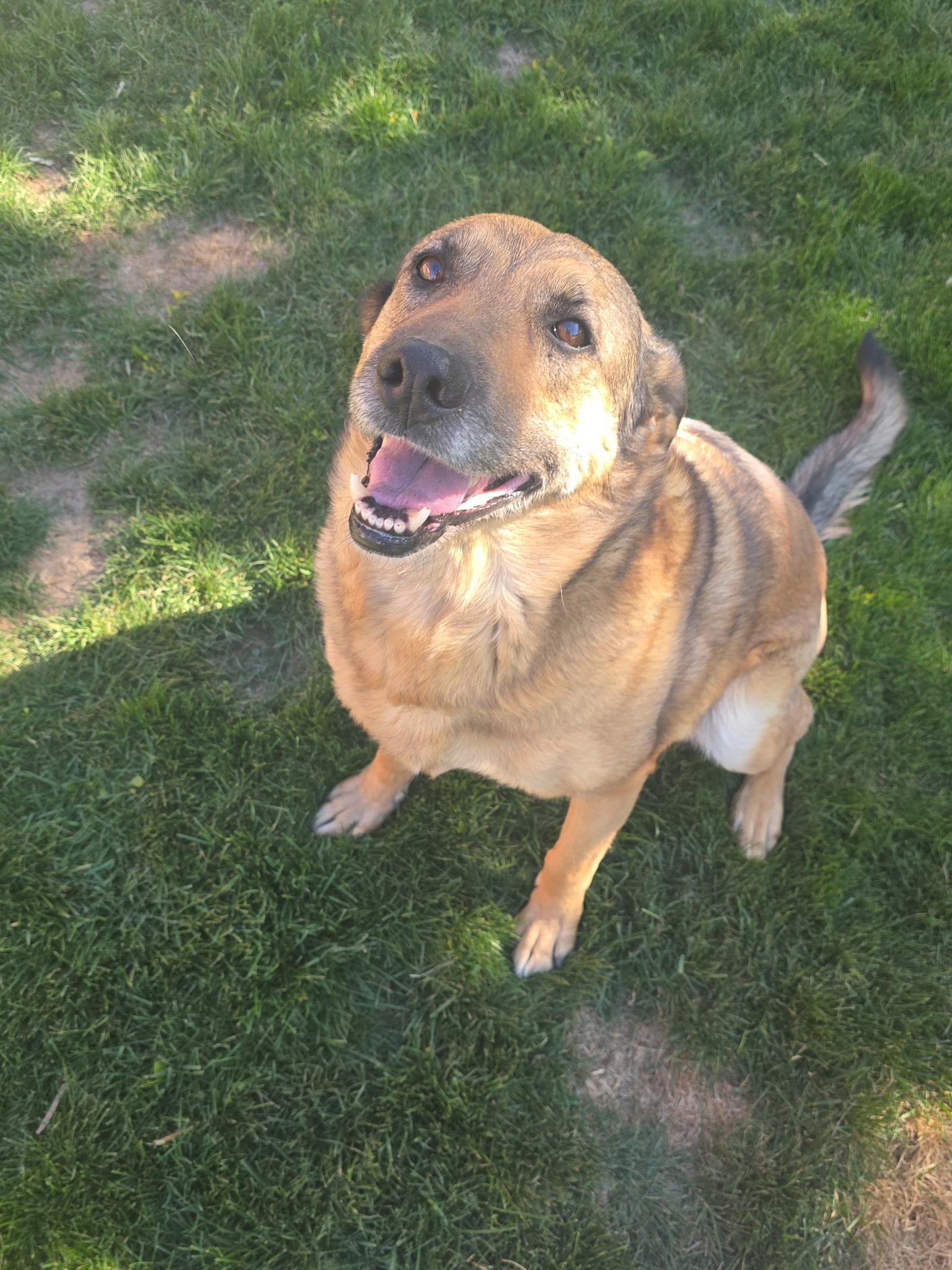 Enlarge Jasmine, a Adoptable German Shepherd Dog in Pocatello, ID image 4/5