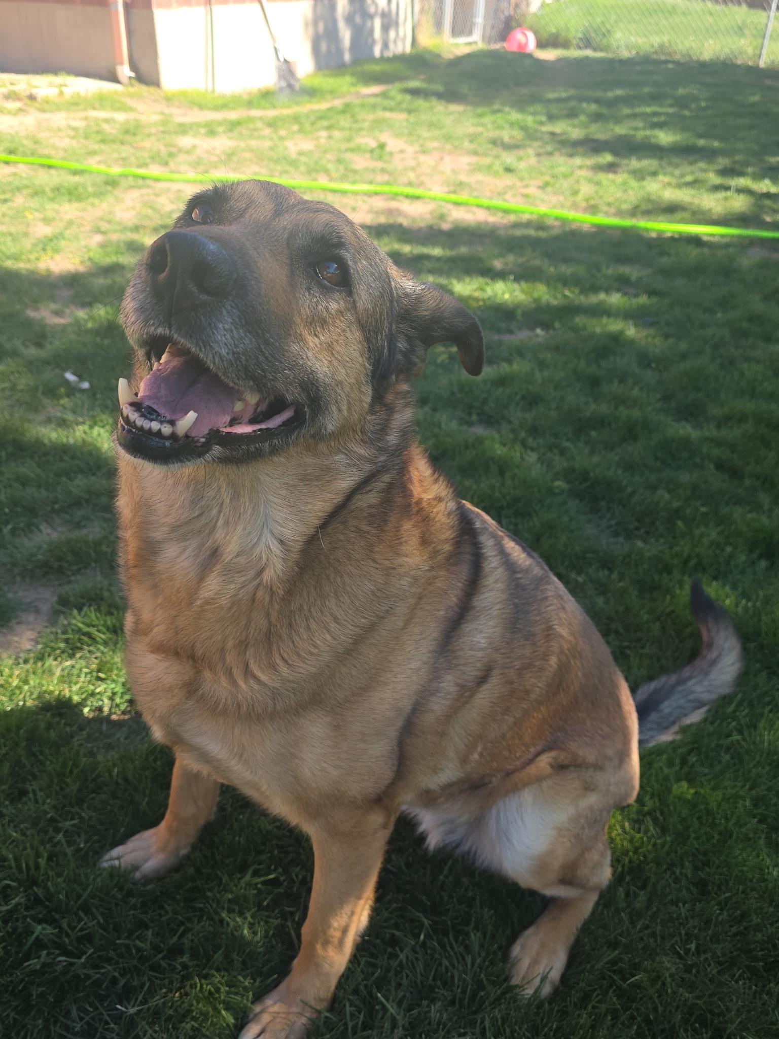 Jasmine, Adoptable, Adult Female German Shepherd Dog.