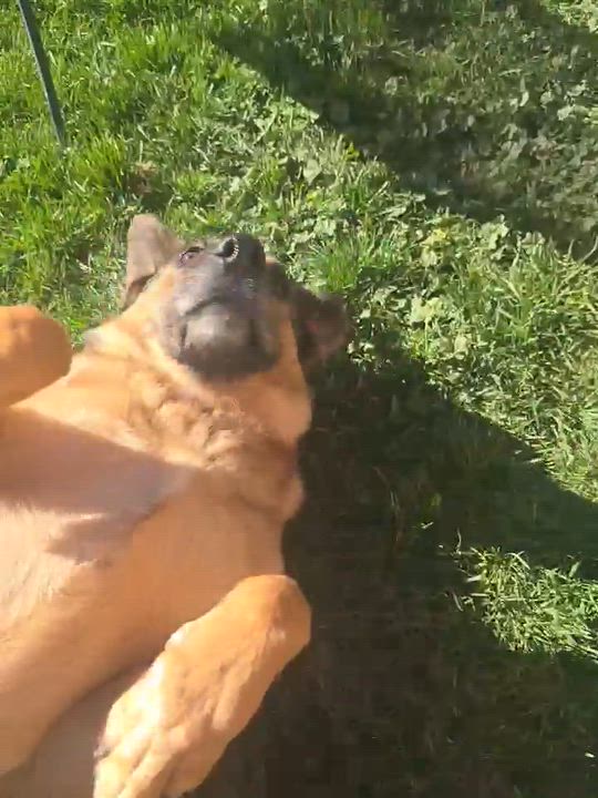 Enlarge Jasmine, a Adoptable German Shepherd Dog in Pocatello, ID video 5/5
