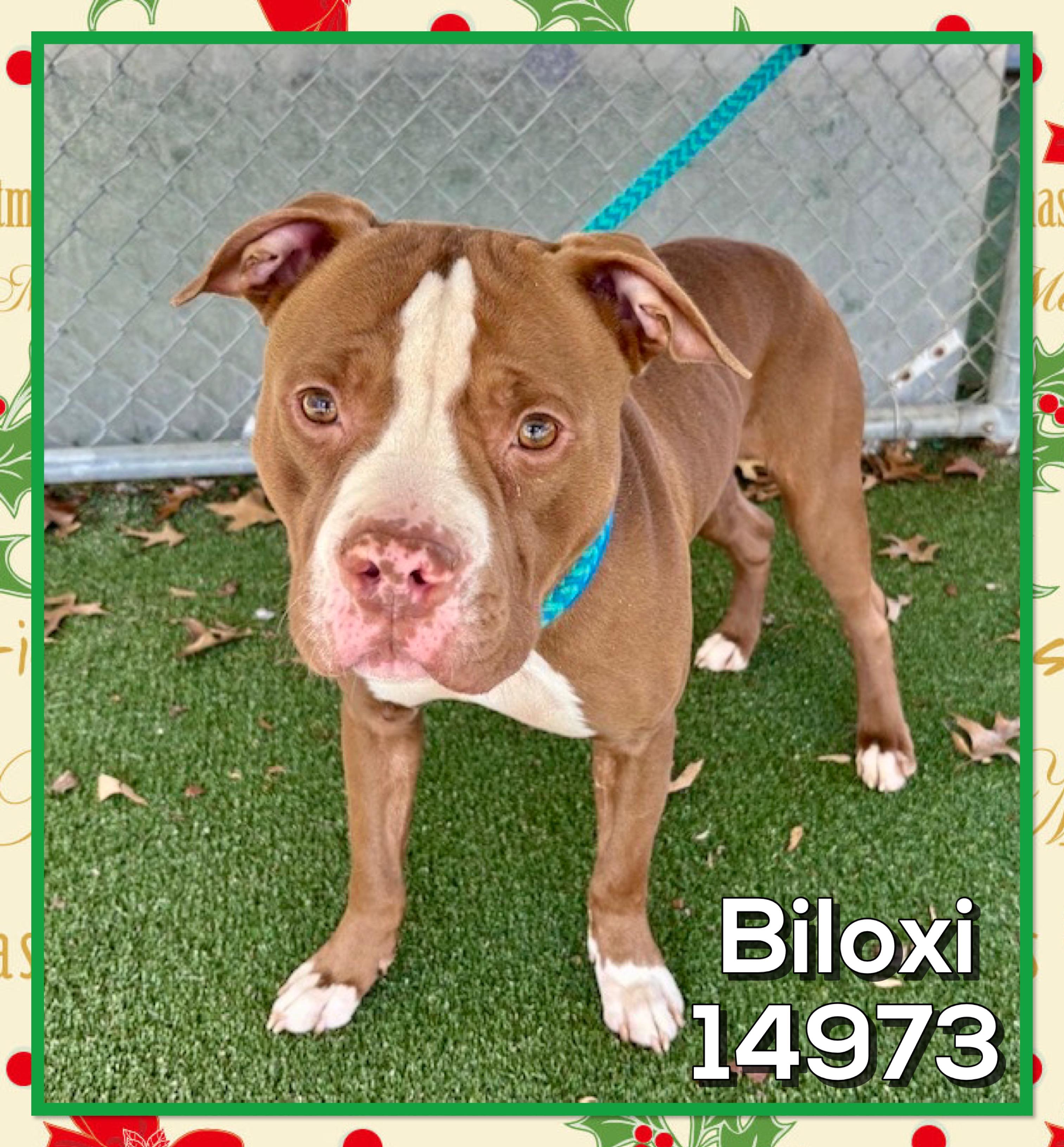 BILOXI, a ADOPTABLE mixed breed in Marietta, GA image 1/3