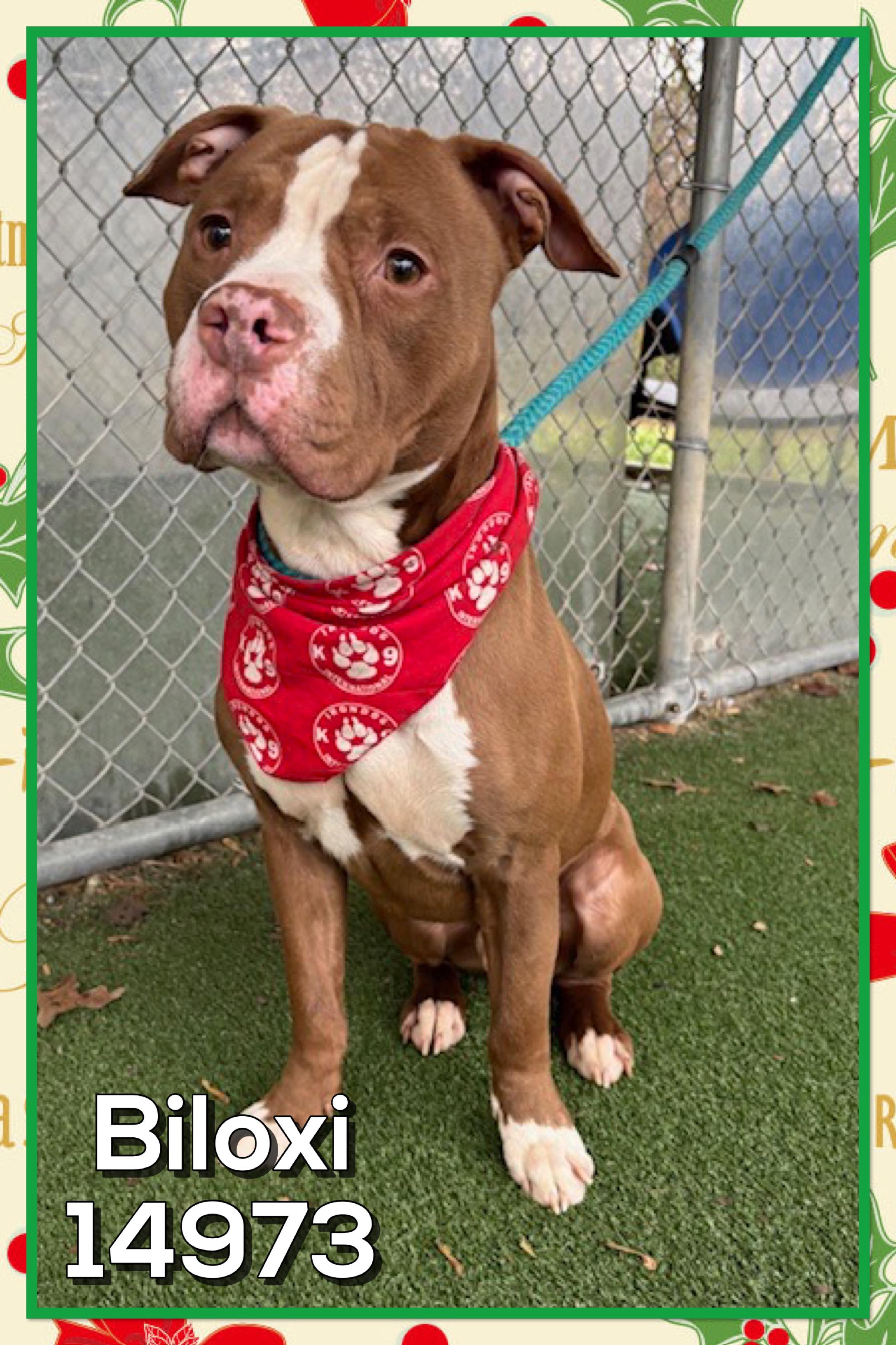 BILOXI, a ADOPTABLE mixed breed in Marietta, GA image 2/3