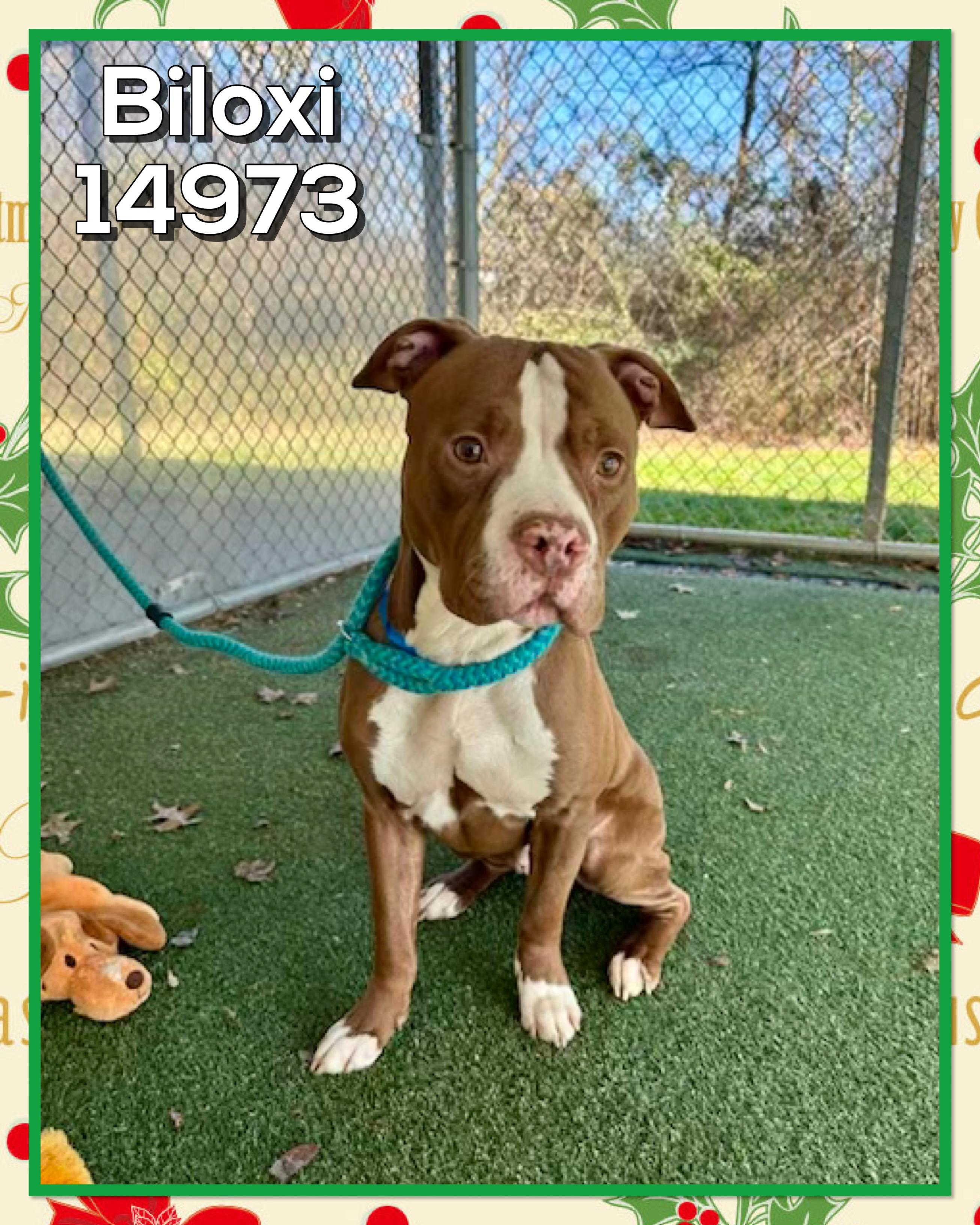 BILOXI, a ADOPTABLE mixed breed in Marietta, GA image 3/3