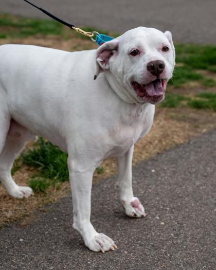 Hamm, Adoptable, Adult Male English Bulldog & English Setter.
