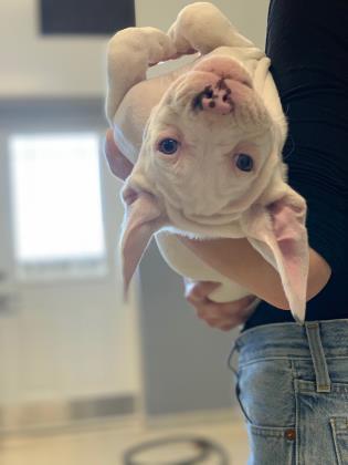 Enlarge Hamm, a Adoptable mixed breed in Pequot Lakes, MN image 2/3