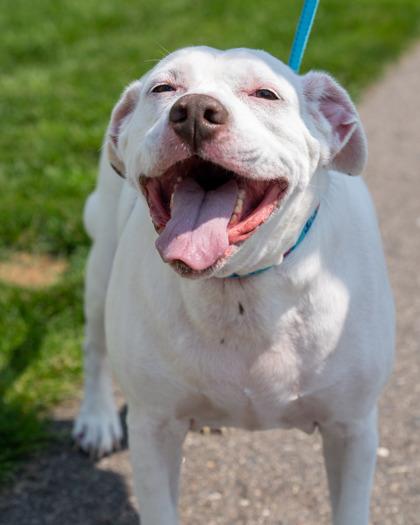 Enlarge Hamm, a Adoptable mixed breed in Pequot Lakes, MN image 3/3
