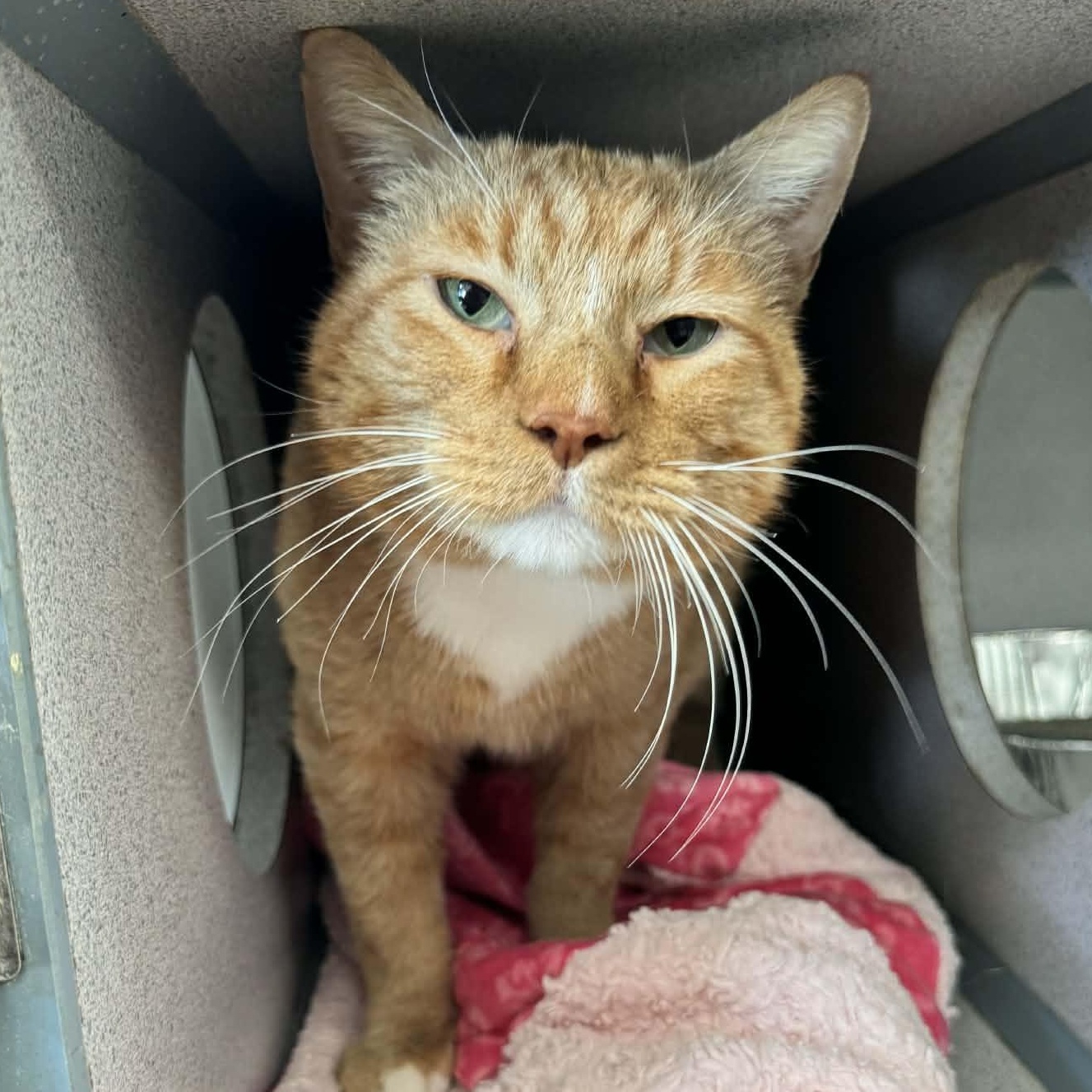 Enlarge Paul, an adopted Domestic Short Hair in Waterloo, IA image 3/3