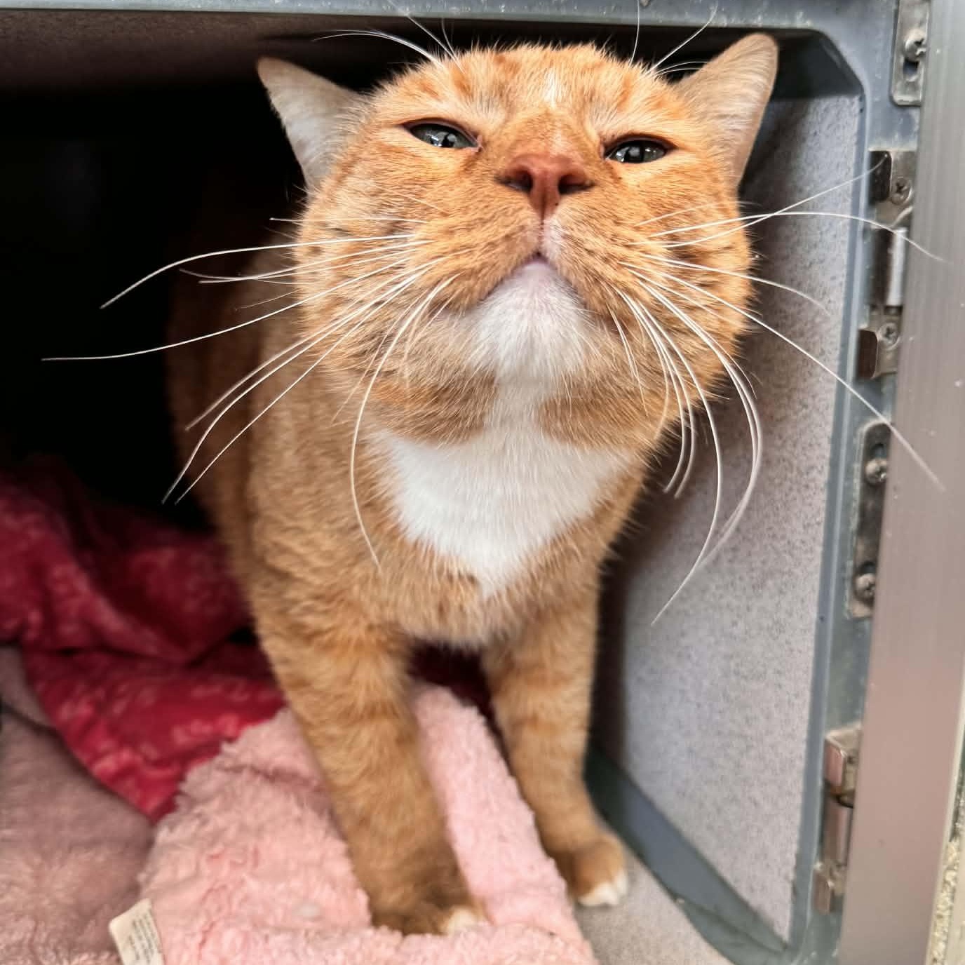 Enlarge Paul, an adopted Domestic Short Hair in Waterloo, IA image 2/3