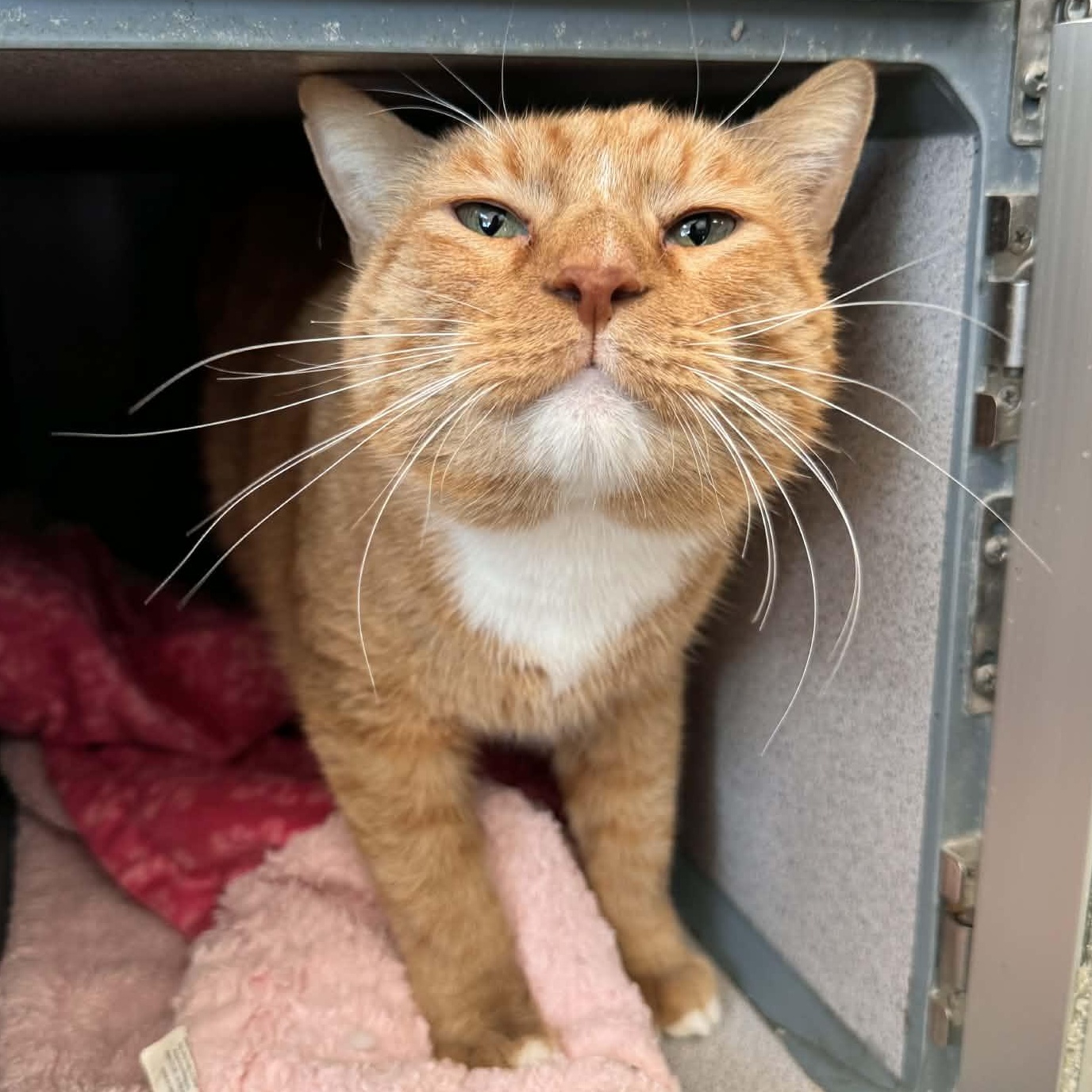 Enlarge Paul, an adopted Domestic Short Hair in Waterloo, IA image 1/3