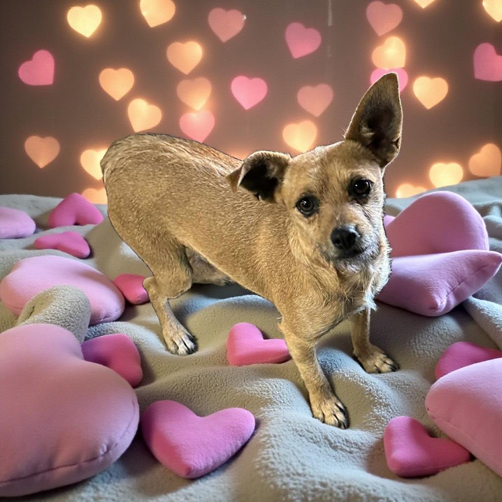 Rosie Lynn, Adoptable, Young Female Chihuahua & Terrier.