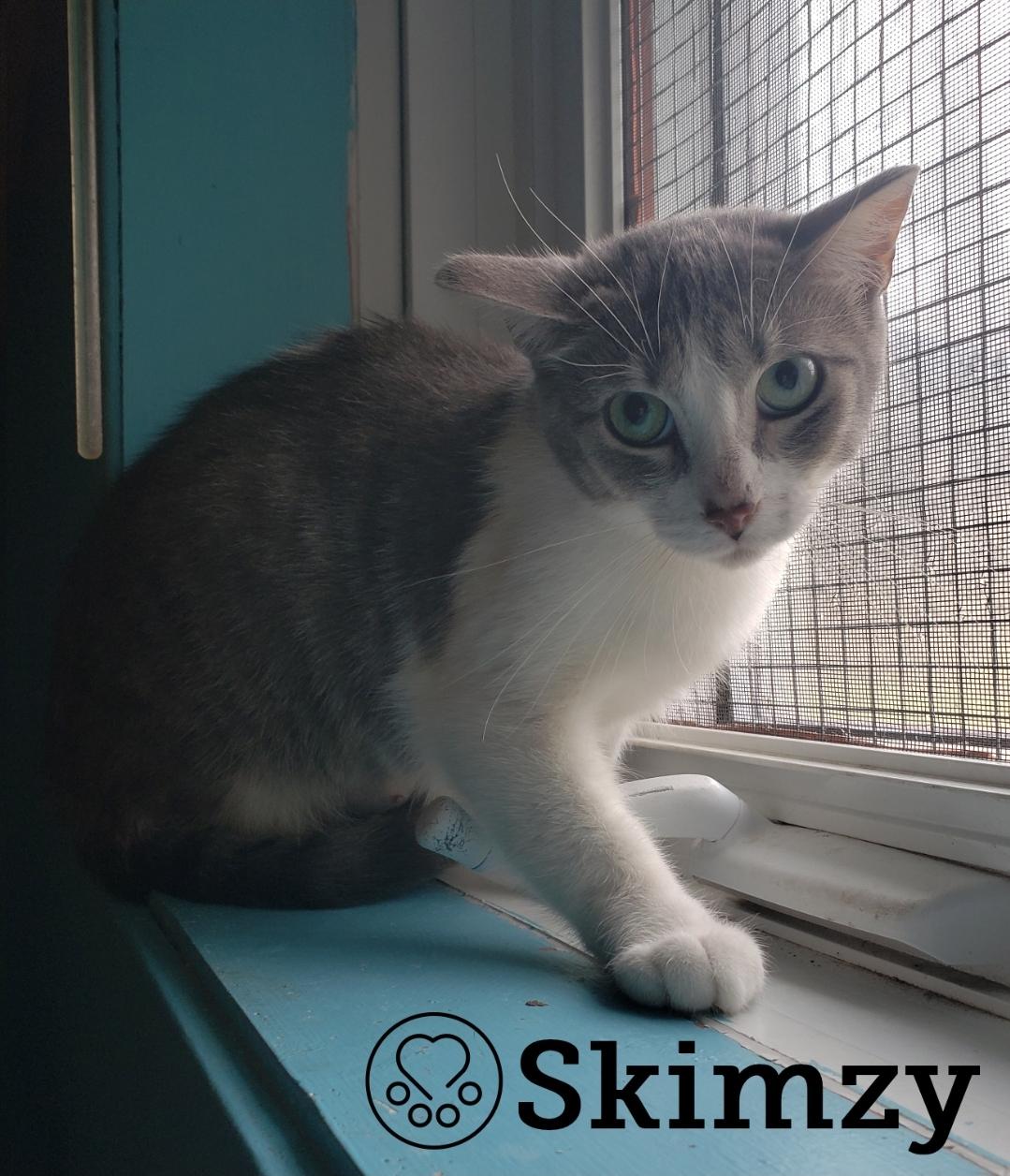 Enlarge Skimzy, a Adoptable Domestic Short Hair in Anjou, QC image 1/1