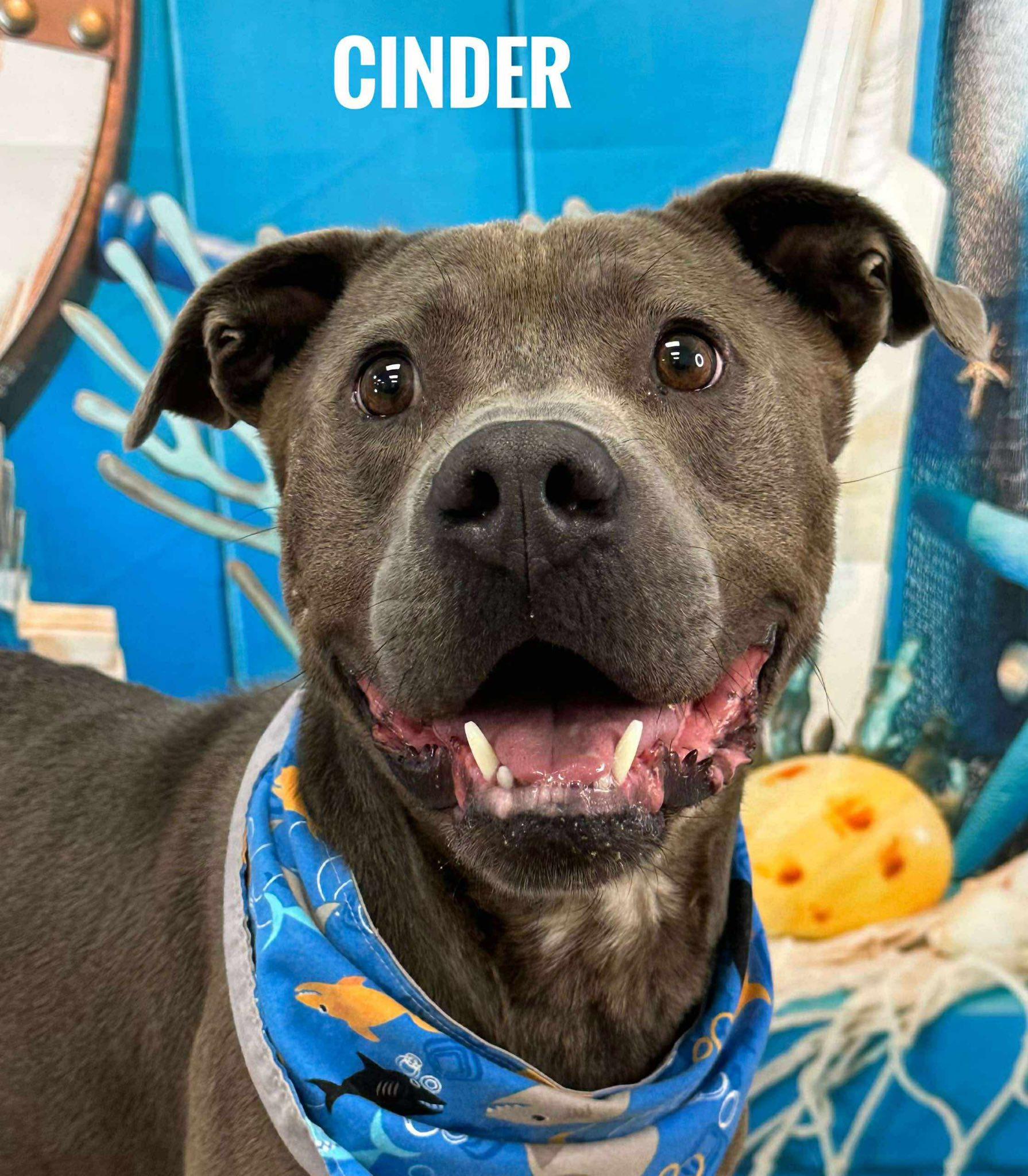 Cinder, adoptable, Adult Male Mixed Breed.