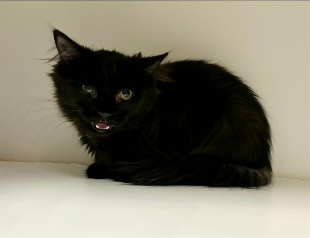 Enlarge ONYX (NONNI), a Adoptable Domestic Medium Hair in Kalamazoo, MI image 1/1