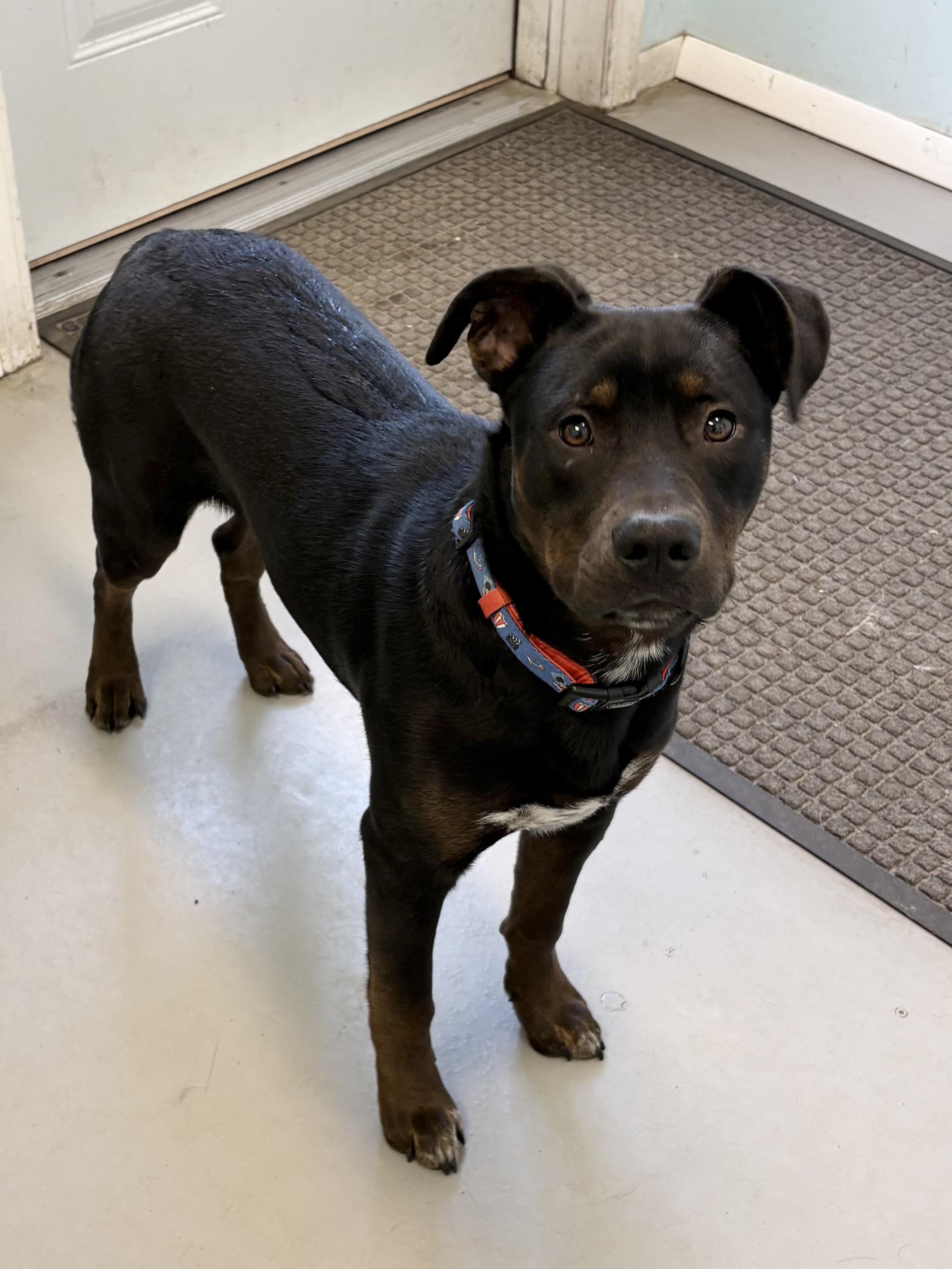 Enlarge Rocky, a ADOPTABLE Mixed Breed in Big Rapids, MI image 2/4