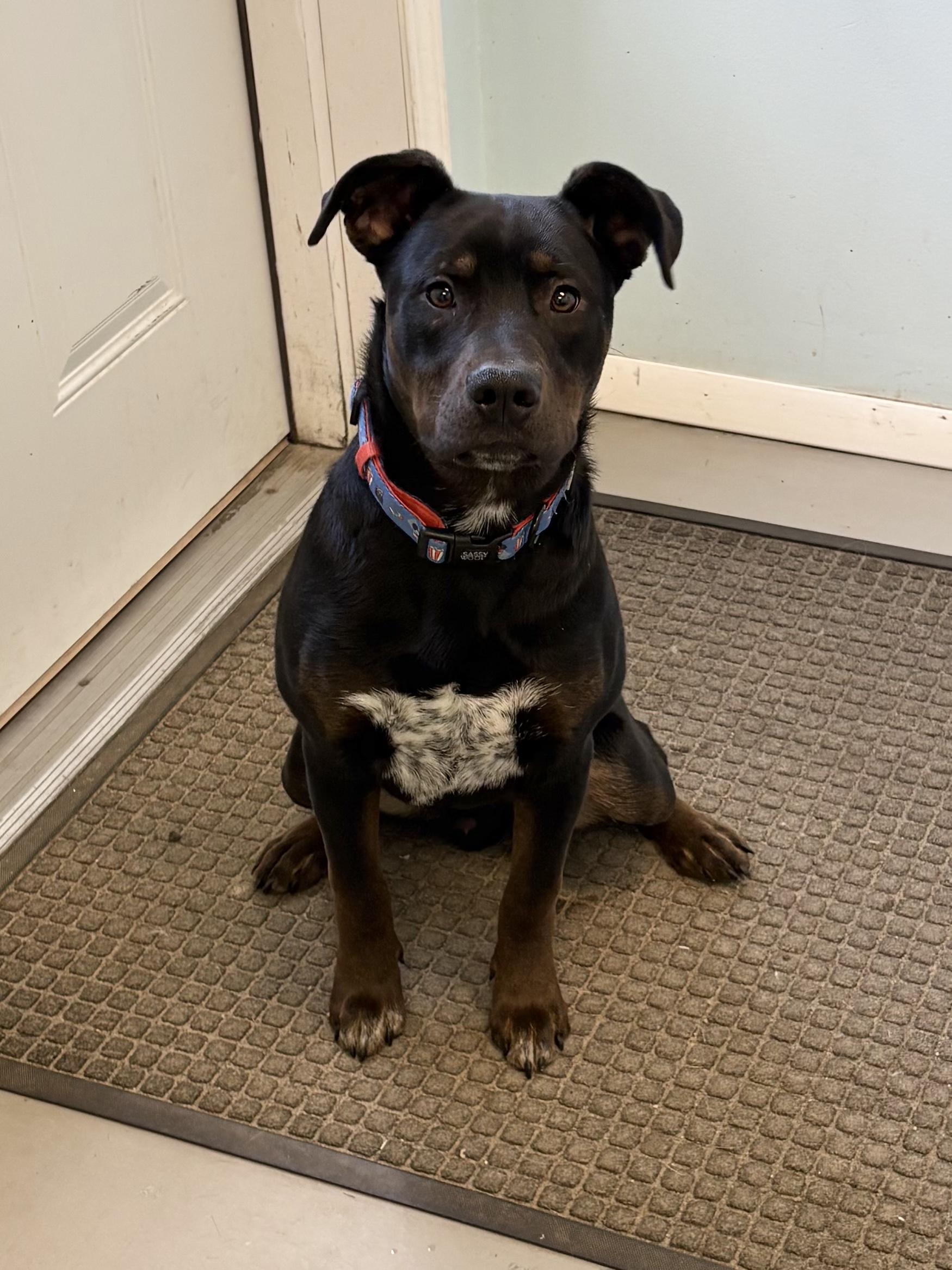 Enlarge Rocky, a ADOPTABLE Mixed Breed in Big Rapids, MI image 1/4