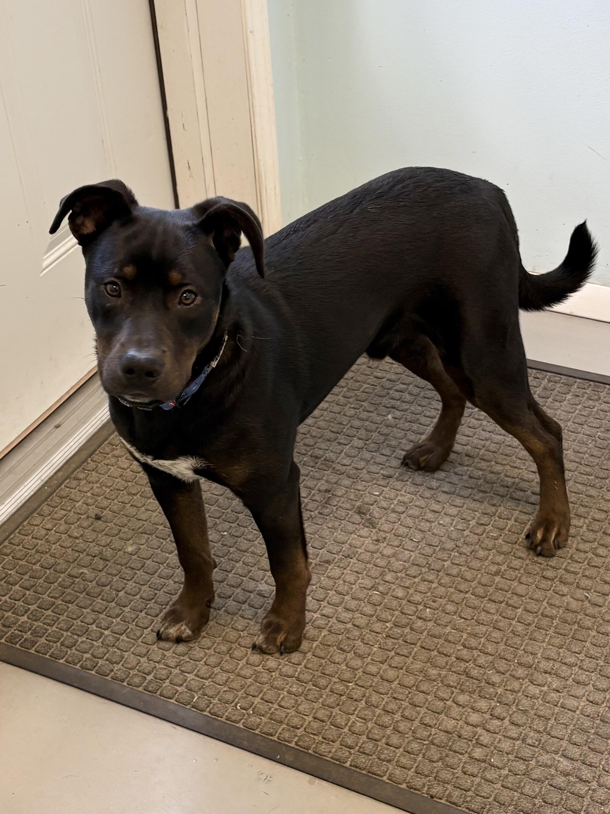 Enlarge Rocky, a ADOPTABLE Mixed Breed in Big Rapids, MI image 3/4