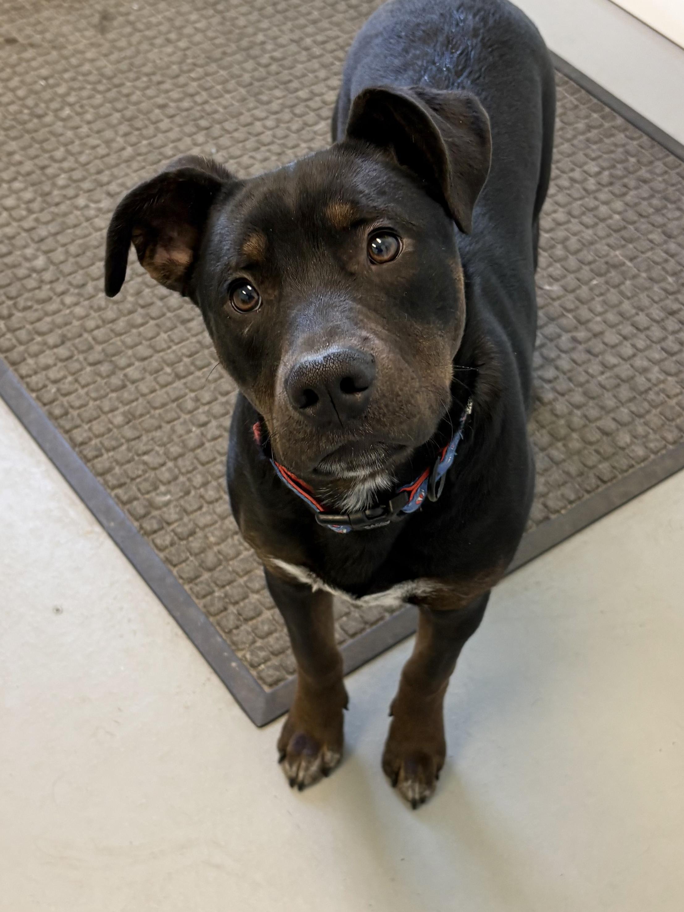 Enlarge Rocky, a ADOPTABLE Mixed Breed in Big Rapids, MI image 4/4