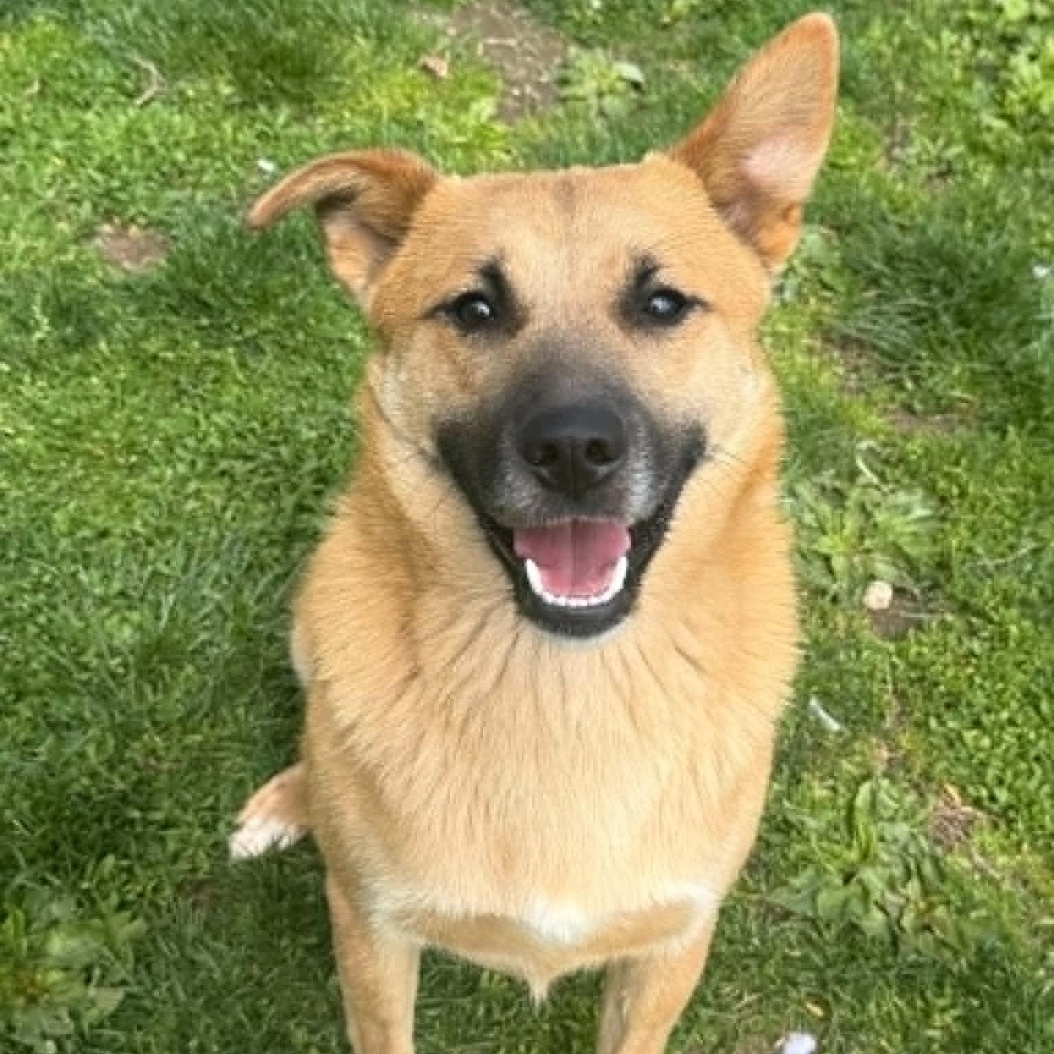 Smiley, ADOPTABLE, Young Male Shepherd.