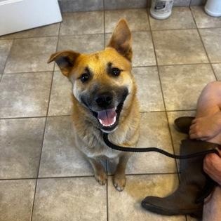Enlarge Smiley, a ADOPTABLE mixed breed in Danbury, CT image 2/2