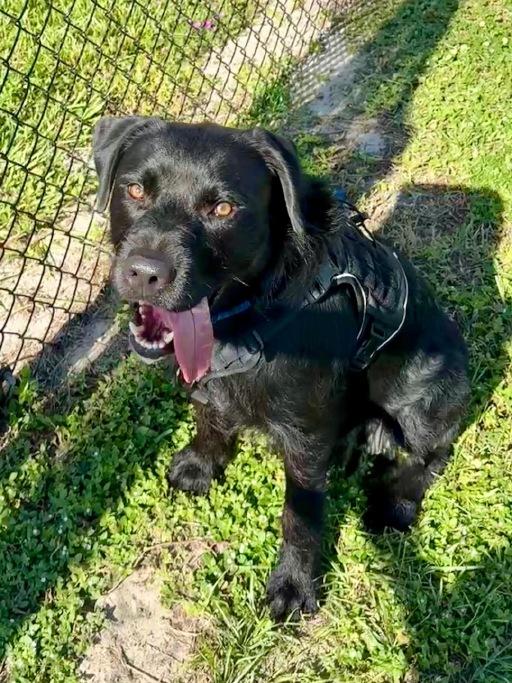 Willie, Adoptable, Adult Male Black Labrador Retriever.