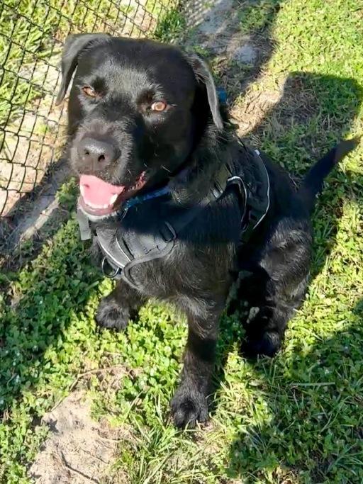 Enlarge Willie, a Adoptable Black Labrador Retriever in Winter Haven, FL image 3/4