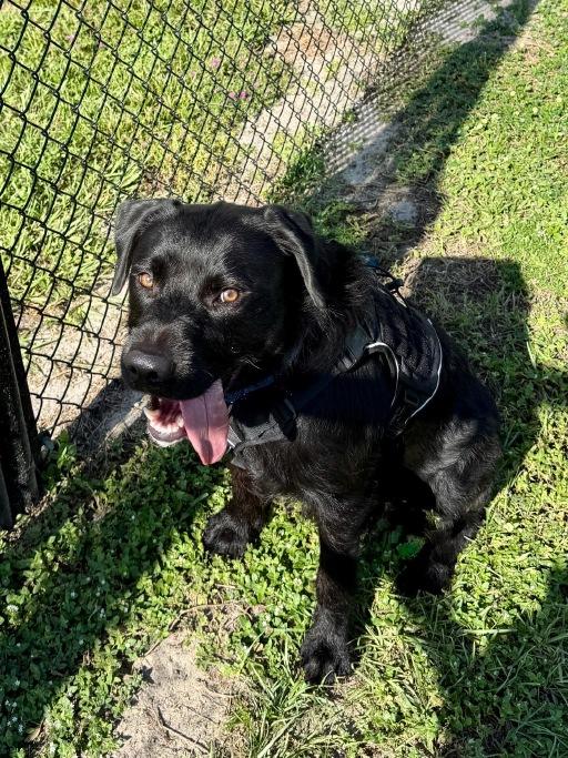 Enlarge Willie, a Adoptable Black Labrador Retriever in Winter Haven, FL image 2/4