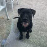 Enlarge Willie, a Adoptable Black Labrador Retriever in Winter Haven, FL image 4/4