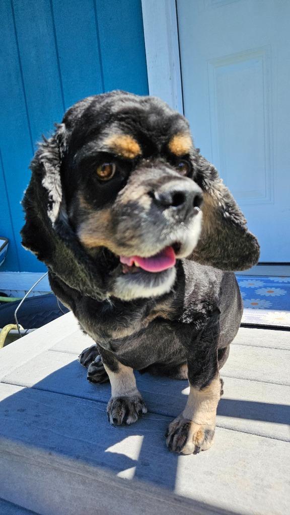 Enlarge TJ, a Adoptable Cocker Spaniel in Austin, TX image 1/5